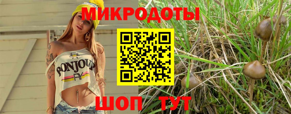 Галлюциногенные грибы Psilocybe Тверь